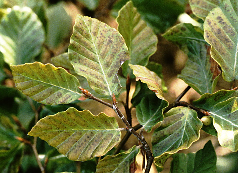 Ozone injury on beech