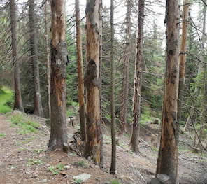 Trockenheit Borkenkfer Stamm